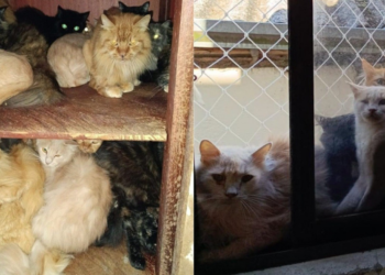 Mais de 400 gatos debilitados e doentes são achados vivendo em apartamento em SC; VÍDEOS