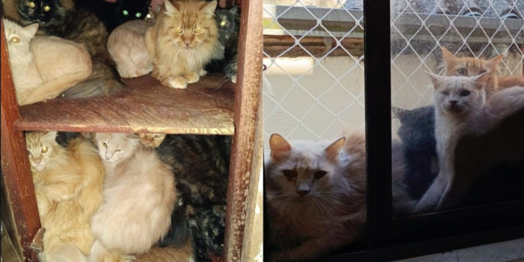Mais de 400 gatos debilitados e doentes são achados vivendo em apartamento em SC; VÍDEOS