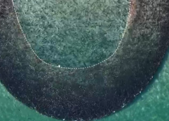 Cardume com milhares de tainhas forma 'mancha' no mar cristalino durante pesca em SC; VÍDEO