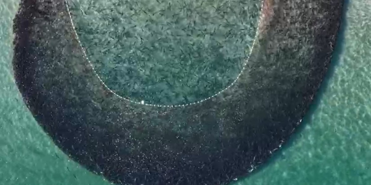 Cardume com milhares de tainhas forma 'mancha' no mar cristalino durante pesca em SC; VÍDEO