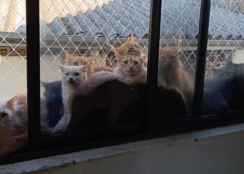 Dona de apartamento com 400 gatos em SC tinha casal de felinos que se reproduziu 'sem controle' ao longo de 10 anos, diz município