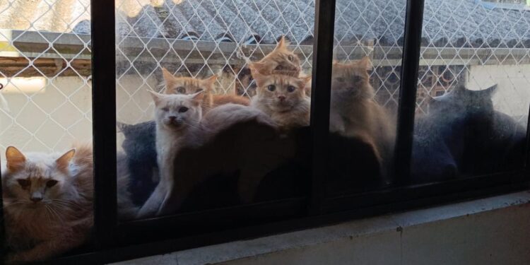 Dona de apartamento com 400 gatos em SC tinha casal de felinos que se reproduziu 'sem controle' ao longo de 10 anos, diz município