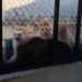 Dona de apartamento com 400 gatos em SC tinha casal de felinos que se reproduziu 'sem controle' ao longo de 10 anos, diz município