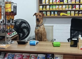 Itens 'roubados', escorregões e saltos em clientes: veja as peripécias do cão 'atrapalhante' de mercado em SC