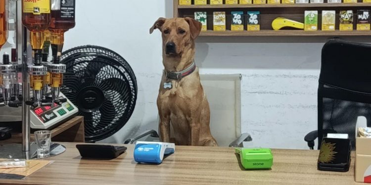 Itens 'roubados', escorregões e saltos em clientes: veja as peripécias do cão 'atrapalhante' de mercado em SC