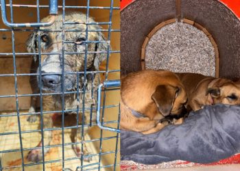 Cão comunitário morre após ser encontrado gravemente ferido em Balneário Camboriú