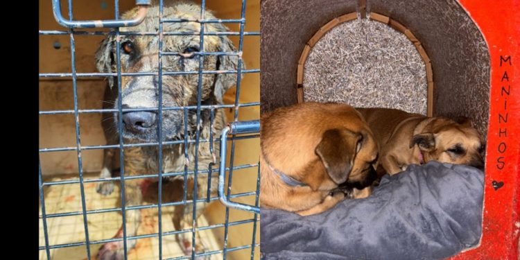 Cão comunitário morre após ser encontrado gravemente ferido em Balneário Camboriú