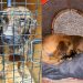 Cão comunitário morre após ser encontrado gravemente ferido em Balneário Camboriú