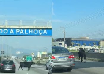 Vaca atravessa BR-101 em meio a veículos e para trânsito na Grande Florianópolis; VÍDEO