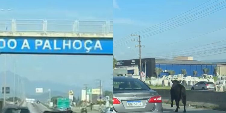 Vaca atravessa BR-101 em meio a veículos e para trânsito na Grande Florianópolis; VÍDEO