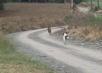 Vídeo flagra cachorro colocando onça para correr no interior de SC: 'Sufoco', diz moradora