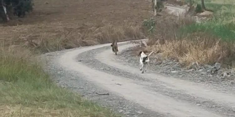 Vídeo flagra cachorro colocando onça para correr no interior de SC: 'Sufoco', diz moradora