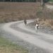 Vídeo flagra cachorro colocando onça para correr no interior de SC: 'Sufoco', diz moradora